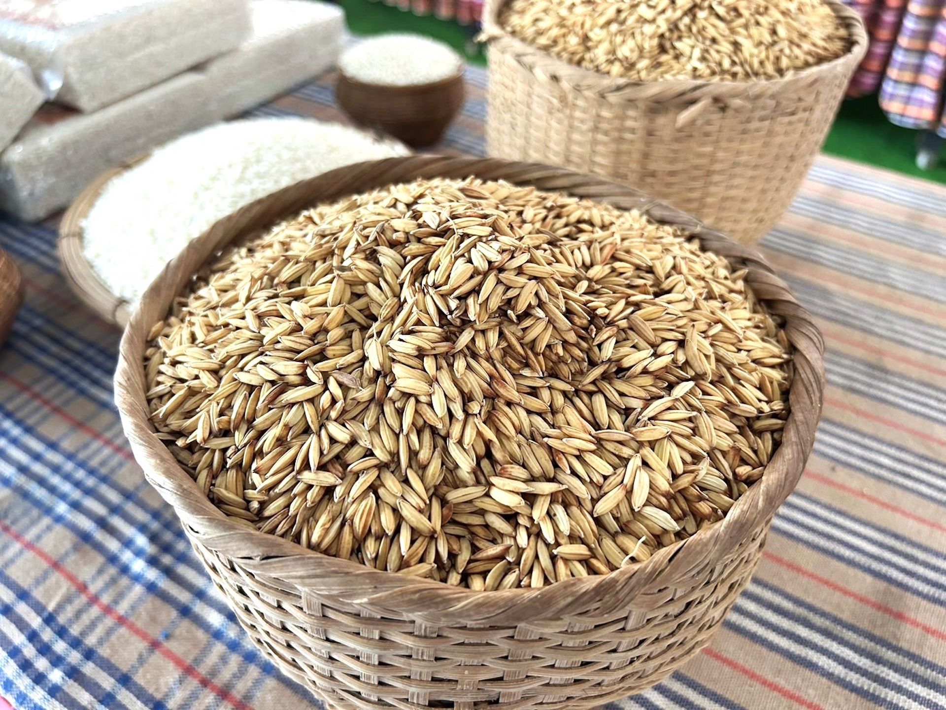 Reviving Loei’s forgotten highland rice