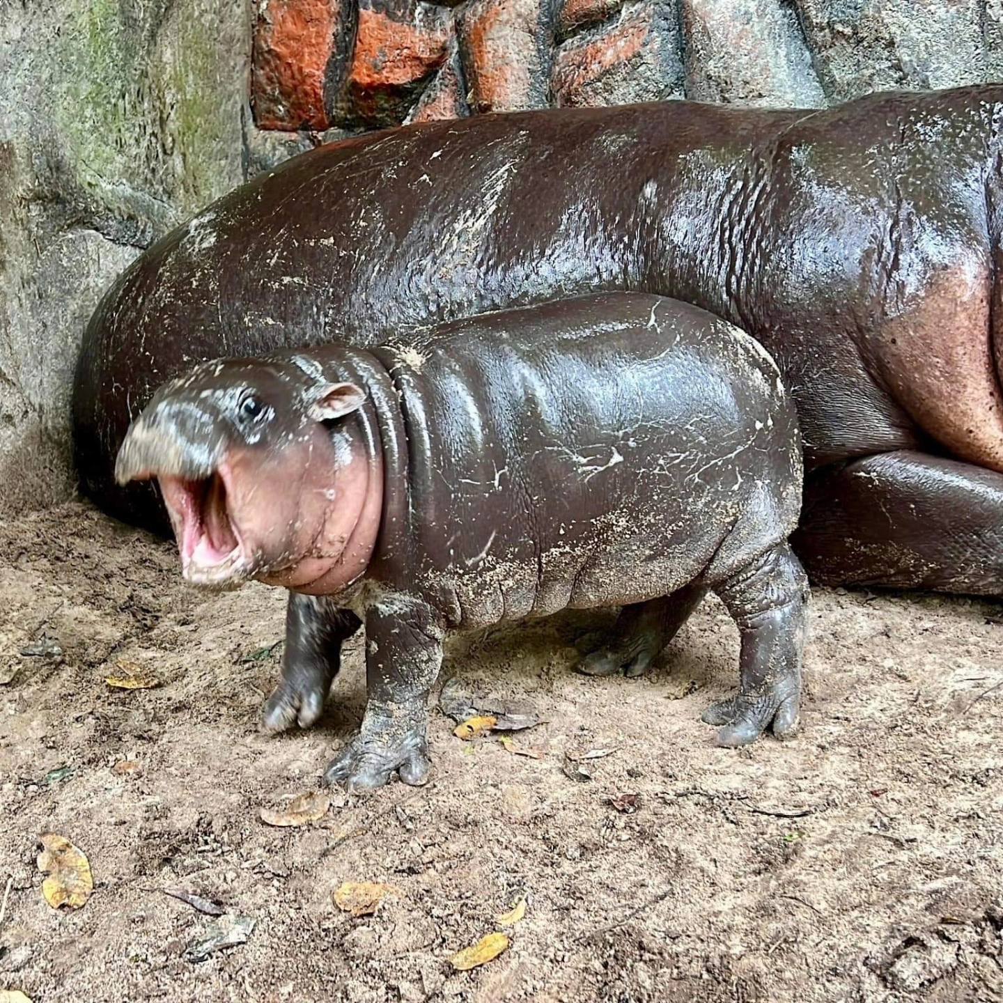 moo-deng-the-irresistible-star-of-khao-kheow-zoo